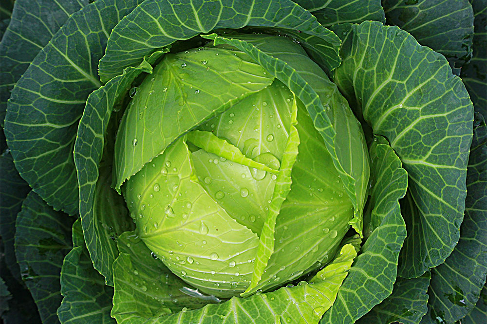 Gastrointestinal stromal tumors – Foods to eat and avoid